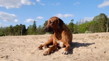 Denizde çalışan etkin atletik köpek yavrusu