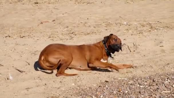 Aktiv atletisk hund hvalp kører på havet – Stock-video