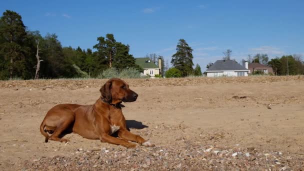 Ridgeback Wandelen Het Strand — Stockvideo