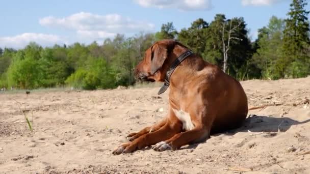 Cãozinho atlético ativo correndo no mar — Vídeo de Stock