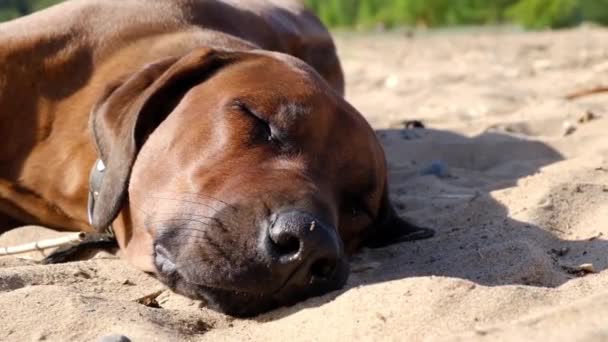 Активный спортивный собачий щенок бегает по морю — стоковое видео