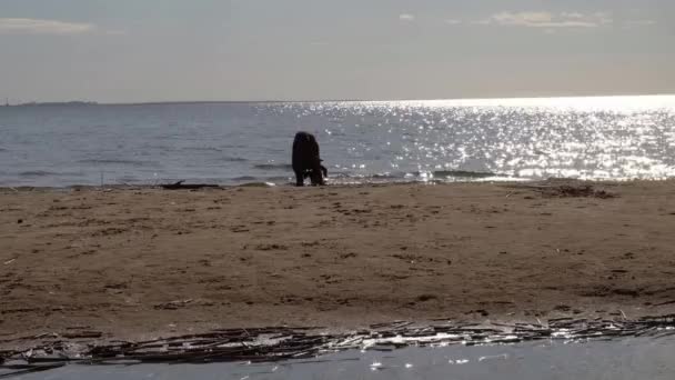 바다에서 실행 하는 활성 운동 개 강아지 — 비디오