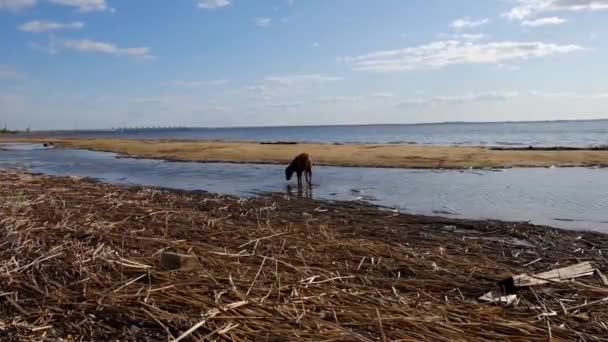 Cãozinho atlético ativo correndo no mar — Vídeo de Stock