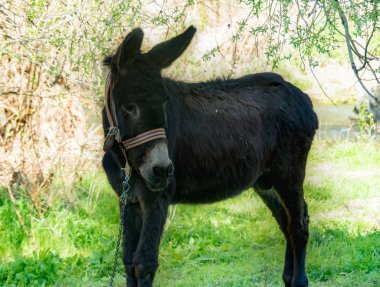 Cappadocia. Anadolu. Göreme Milli Parkı. Cappadocia Seyahat