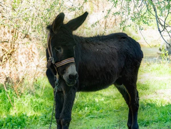 Cappadocia. Anadolu. Göreme Milli Parkı. Cappadocia Seyahat