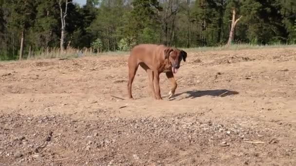 Active athletic dog puppy running at the sea — Stock Video