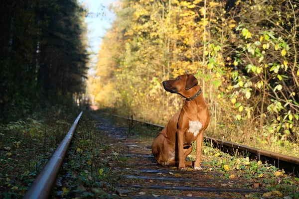 Rodezya Ridgeback erken sonbahar. Sunny sonbahar günü