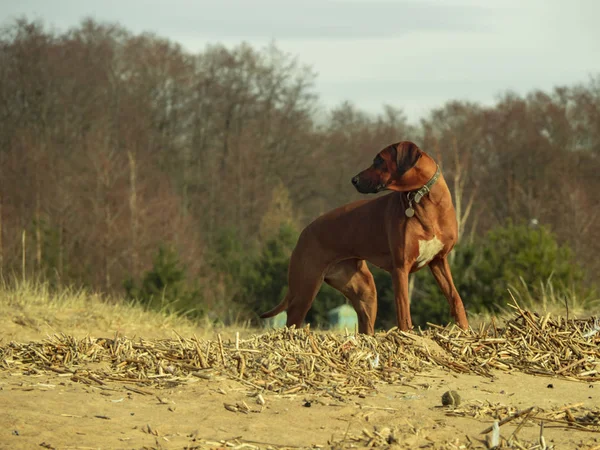 Rodezya Ridgeback köpek su sahilde