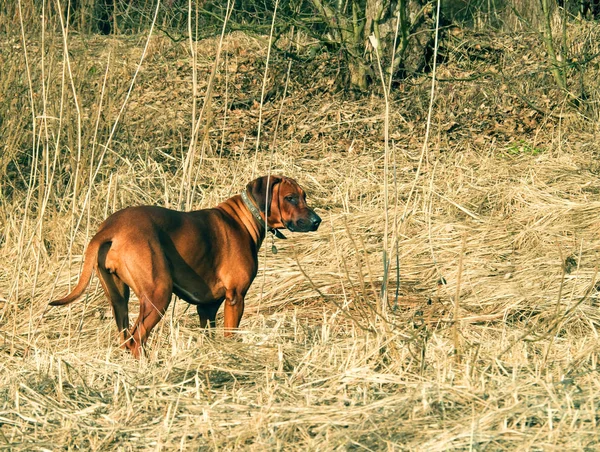 Rodezya Ridgeback köpek su sahilde