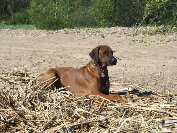 Rodezya Ridgeback köpek su sahilde