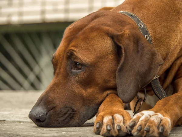 Rodezya Ridgeback köpek su sahilde