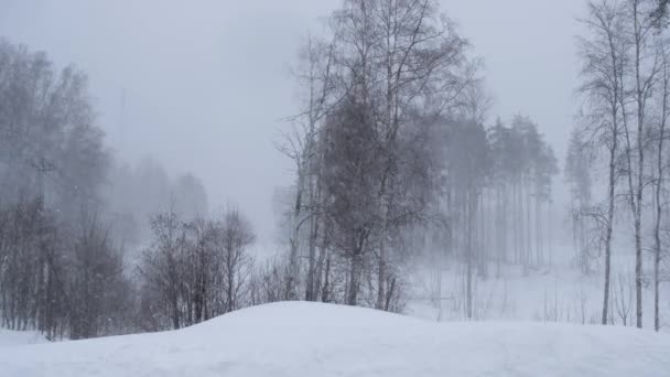 Russia, febbraio 2019: bufera di neve e grandi derive. Un forte vento scuote gli alberi nella foresta invernale . — Video Stock