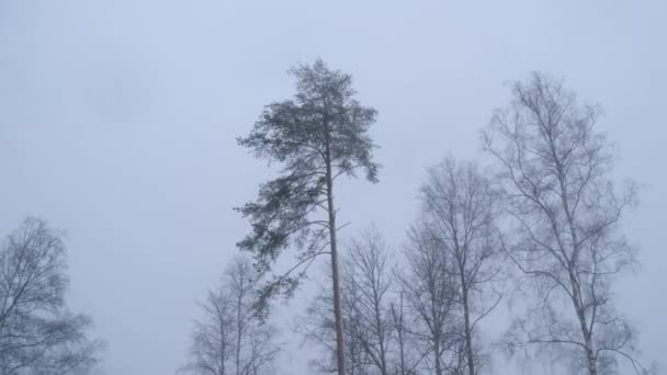 Russia, febbraio 2019: bufera di neve e grandi derive. Un forte vento scuote gli alberi nella foresta invernale . — Video Stock