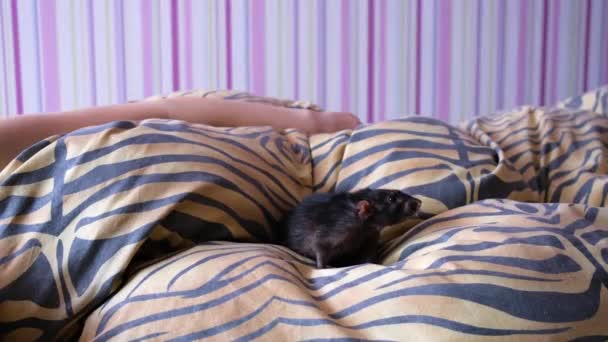 Домашняя крыса ходит по одеялу. Девочка-подросток спит на кровати . — стоковое видео