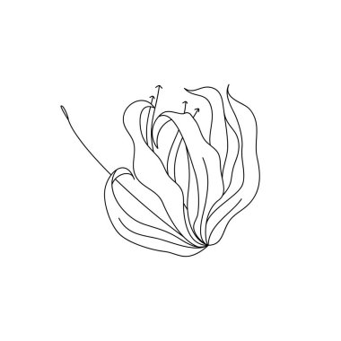 Oymalı zambak tomurcuğu. Çiçeğin yapraklı siyah beyaz çizgili sanat süslemesi. Vektör izole Clipart. En az tek renkli el botanik tasarım çizimi. 