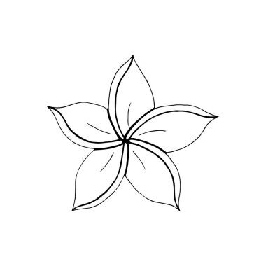 Contour gravür Plumeria otu. Çiçeğin yapraklı siyah beyaz çizgili sanat süslemesi. Vektör izole Clipart. En az tek renkli el botanik tasarım çizimi. 