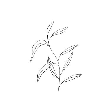 Yaprakların siyah beyaz çizgili sanat süslemesi. Vektör izole Clipart. Minimum tek renkli el botanik tasarım. İşlemeli ağaç oyması