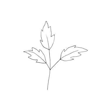 Yaprakların siyah beyaz çizgili sanat süslemesi. Vektör izole Clipart. Minimum tek renkli el botanik tasarım. İşlemeli ağaç oyması