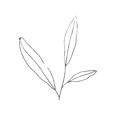 Yaprakların siyah beyaz çizgili sanat süslemesi. Vektör izole Clipart. Minimum tek renkli el botanik tasarım. İşlemeli ağaç oyması