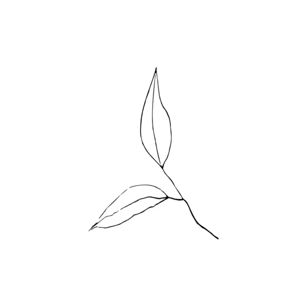 Linha Preta Branca Decoração Arte Folhas Vector Isolado Clipart Desenho —  Vetores de Stock