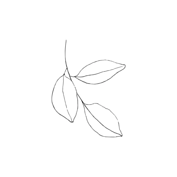 선으로 나뭇잎 장식이 벡터들이 분리되어 있습니다 손으로 식물학적 설계를 그렸습니다 — 스톡 벡터