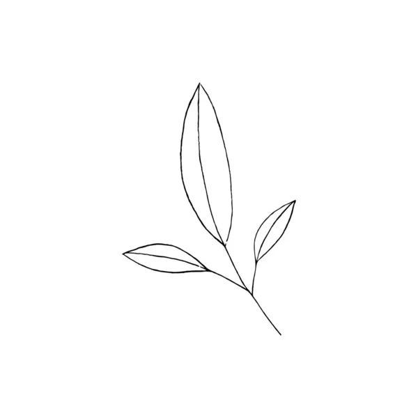 黑白相间的线条装饰着树叶 病媒孤立无援最小单色手绘植物图案 轮转雕花叶面 — 图库矢量图片