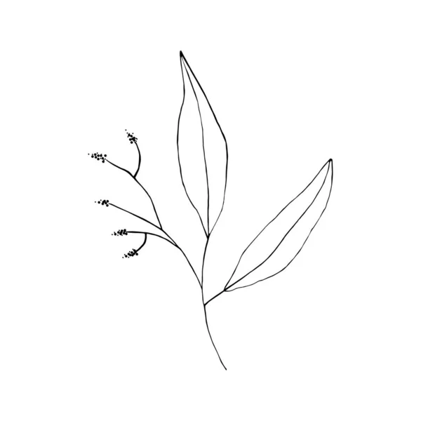 Yaprakların Siyah Beyaz Çizgili Sanat Süslemesi Vektör Izole Clipart Minimum — Stok Vektör