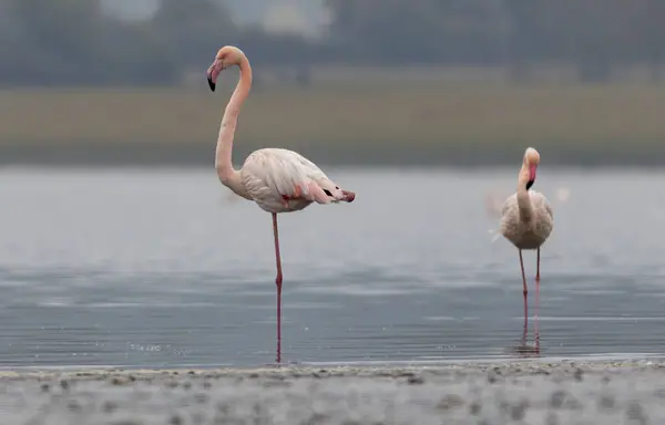 Yunanistan Daki Ulusal Parkta Büyük Flamingo Sürüsü — Stok fotoğraf