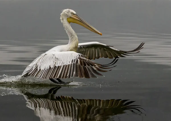 Pelicano Dálmata Kerkini Lake — Fotografia de Stock