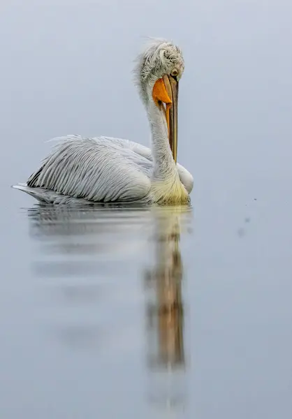 Pelicano Dálmata Kerkini Lake — Fotografia de Stock