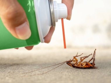 Human hand spraying insecticide on dead cockroach. pest control, health and hygiene concept clipart