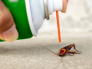 Human hand spraying insecticide on dead cockroach. pest control, health and hygiene concept clipart