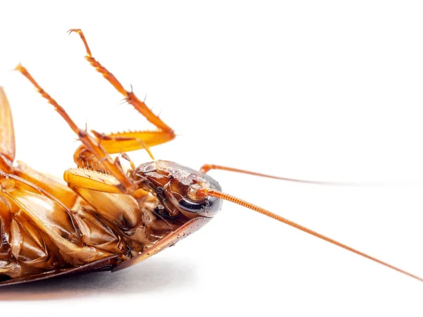 Vista Cercana Lateral Cucaracha Muerta Volteada Sobre Fondo Blanco Con — Foto de Stock