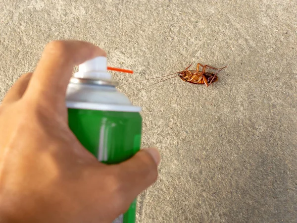 Human Hand Spraying Insecticide Dead Cockroach Pest Control Health Hygiene — Stock Photo, Image