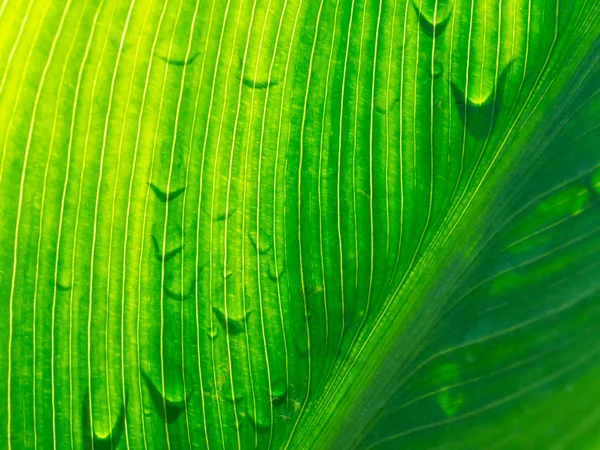 Закрыть Вид Солнечный Градиент Естественного Зеленого Листа Тенью Капли Дождя — стоковое фото