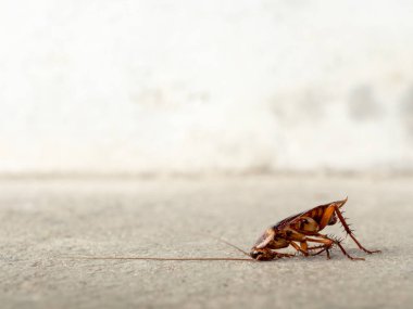 Kopya sapce katta ölü hamam böceği. haşere kontrolü, sağlık ve hijyen kavramı, kopya alanı