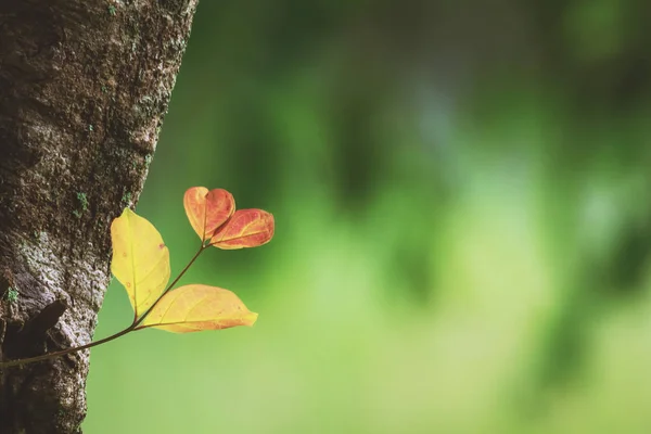 Las Hojas Jóvenes Que Crecen Del Árbol Grande Parecen Forma —  Fotos de Stock