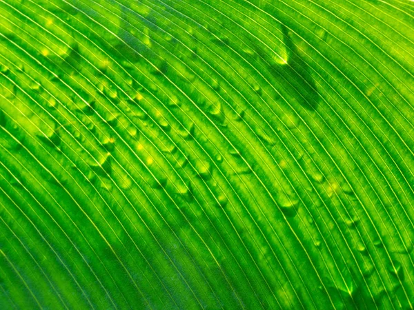 Закрыть Вид Солнечный Градиент Естественного Зеленого Листа Тенью Капли Дождя — стоковое фото