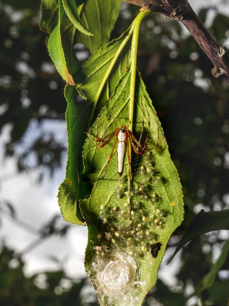 Макрофотография Новорожденного White Lynx Spider Oxyopes Гнездо Мать White Lynx — стоковое фото