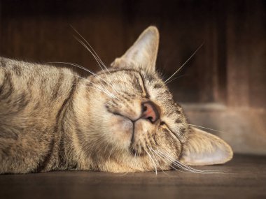 Uyku ve mutlu bir şekilde ahşap evde sıcak güneş ışığı ile katta rüya Asya çizgili gri kedi gündüz kadar kapatın