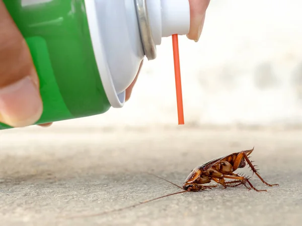 stock image Human hand spraying insecticide on dead cockroach. pest control, health and hygiene concept, copy space