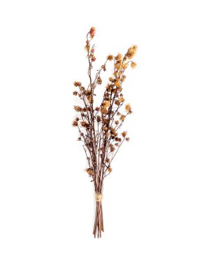 Üstten görünüm buket kurutulmuş ve beyaz arka plan üzerinde çiçekler izole kahverengi Gypsophila Solana
