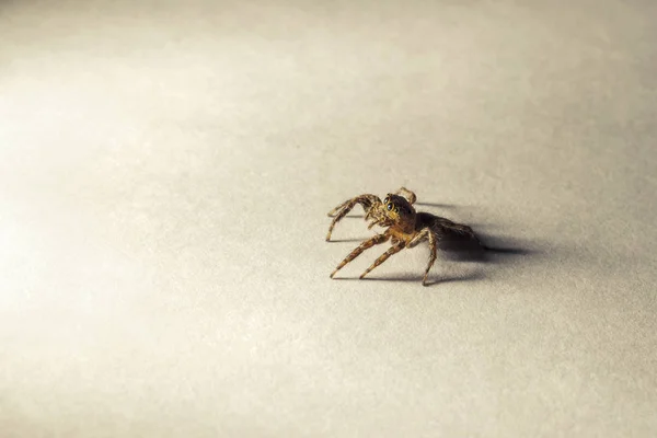 Spinne Betäubt Springen Und Mit Starren Augen Auf Papier Mit — Stockfoto