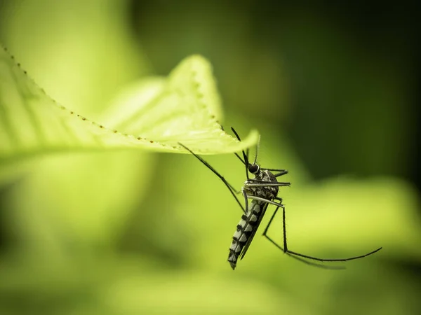Aedes Aegypti sivrisinek Bahçe yaprak üzerinde dinlenme, yakın çekim. Aedes sivrisinek cinsi bir iletimi Dang humması, sarı humma, Zika virüs ve chikungunya gibi ciddi hastalıkların olduğunu. Aslında tropikal ve subtropikal bölgesinde bulunan aedes