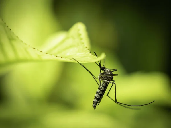 Закрыть Листья Aedes Aegypti Fecquito Саду Эдес Является Разновидностью Вируса — стоковое фото