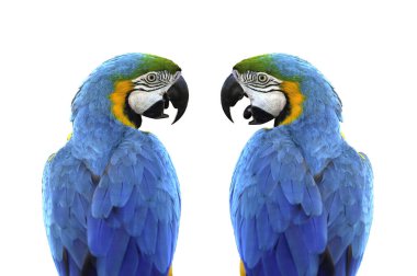 Mavi ve altın makav (Ara ararauna) izole edilmiş