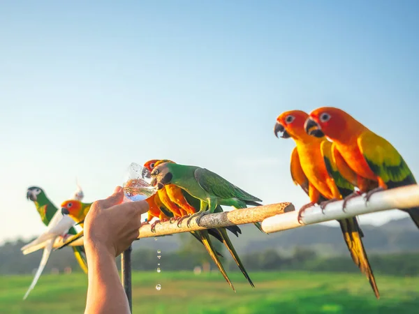 Loro es lindo animal doméstico exótico — Foto de Stock