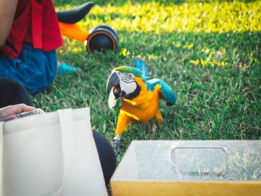 Papağan sevimli egzotik bir hayvandır.