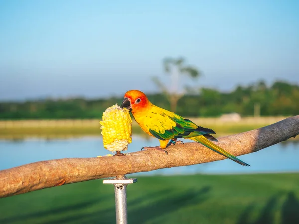 Pappagallo è carino animale domestico esotico — Foto Stock