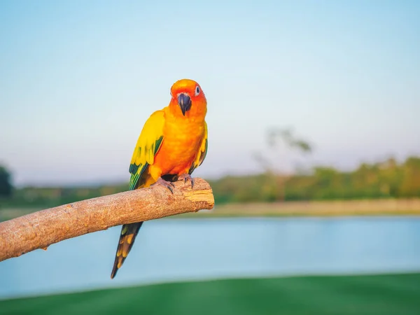 Loro es lindo animal doméstico exótico — Foto de Stock